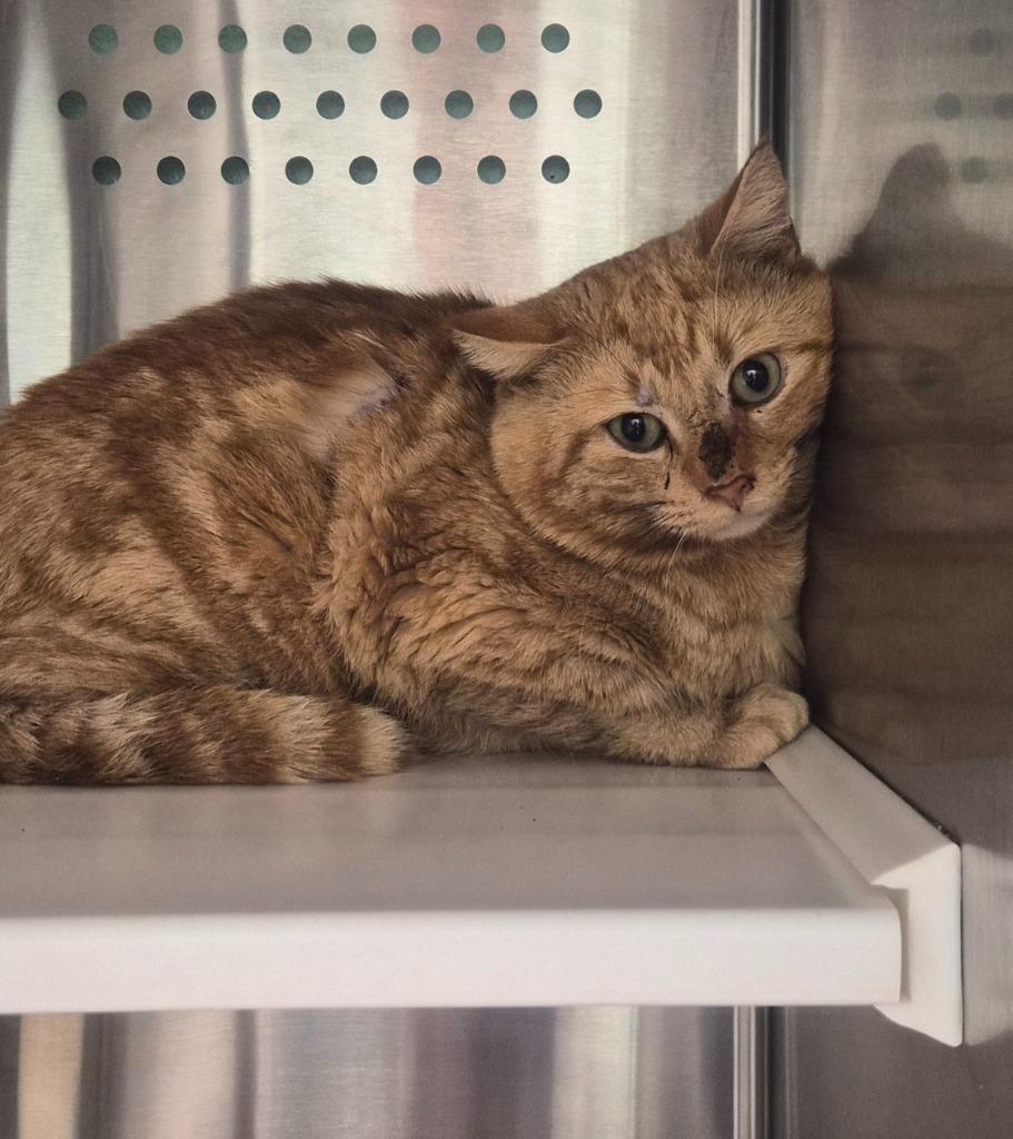 Moses, Adoptable, Young Male Domestic Short Hair.