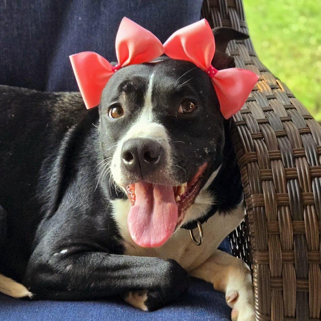 Grace, Adoptable, Adult Female American Staffordshire Terrier & Mixed Breed.