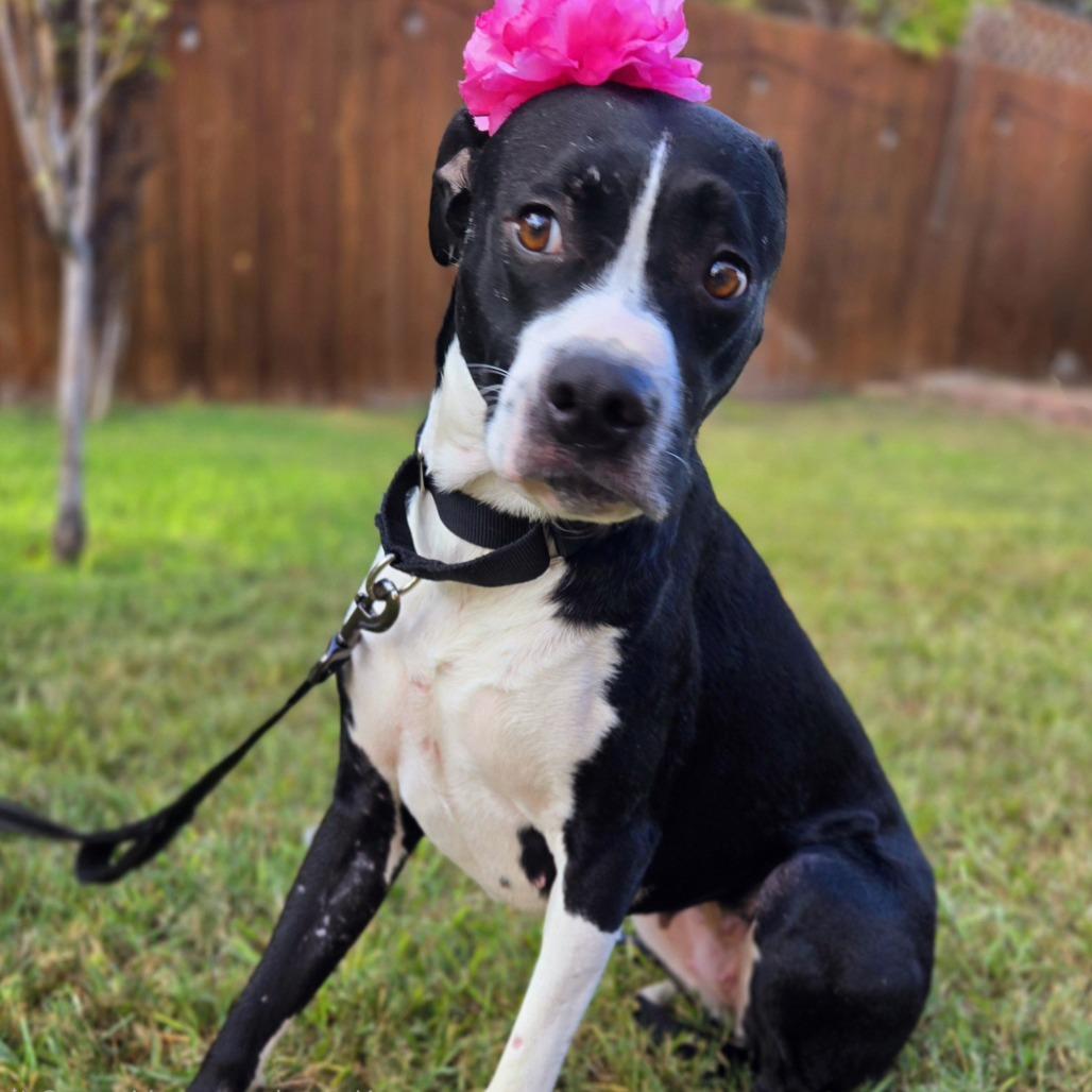 Enlarge Grace, a Adoptable mixed breed in San Antonio, TX image 3/6