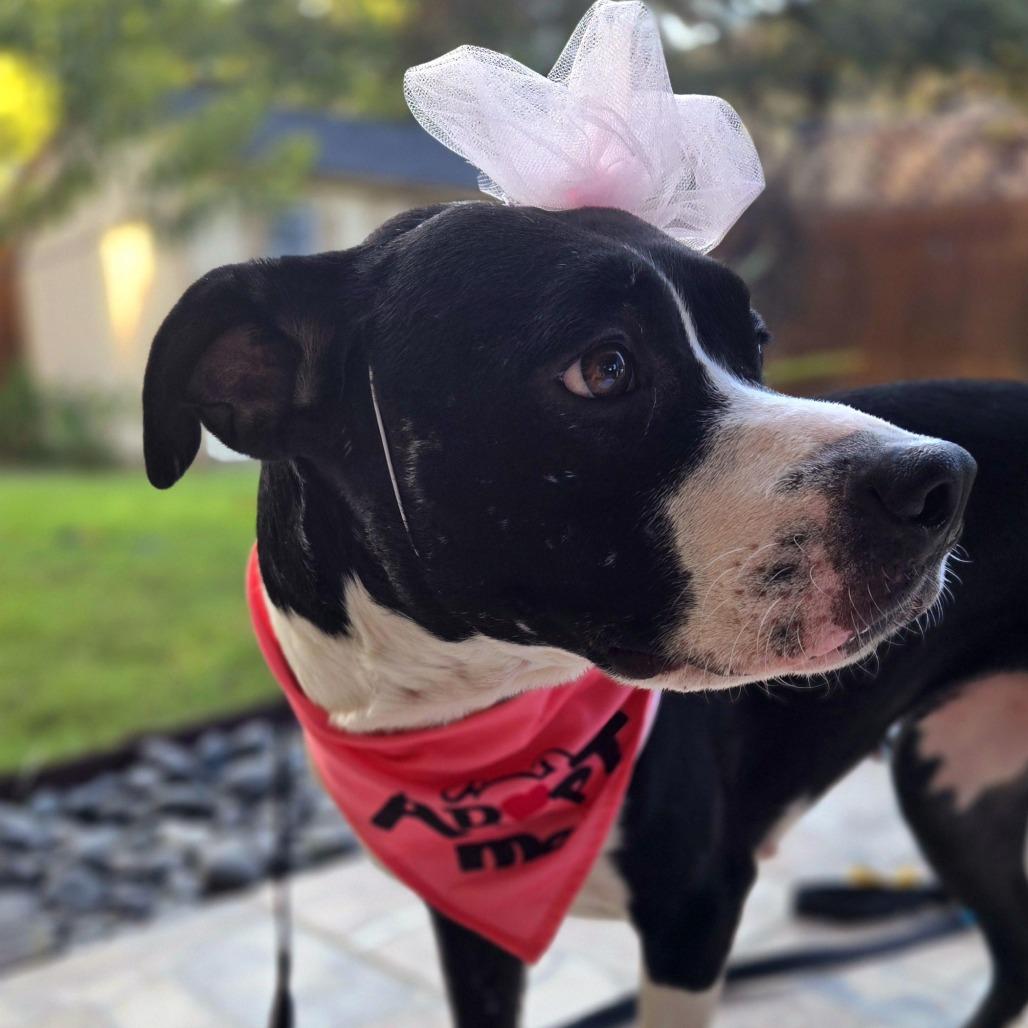 Enlarge Grace, a Adoptable mixed breed in San Antonio, TX image 5/6