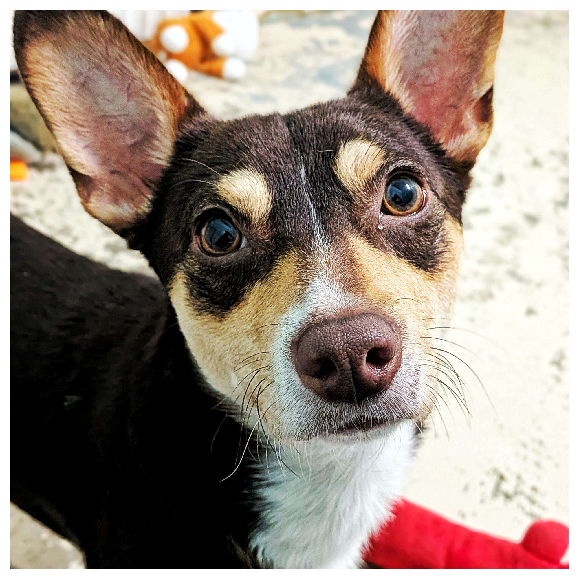Paris, ADOPTABLE, Young Male Chihuahua.