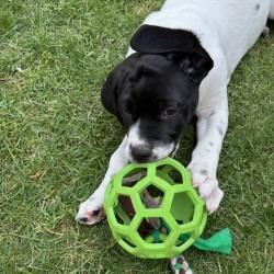 Enlarge Acorn, a Adoptable Mixed Breed in Calgary, AB image 1/6