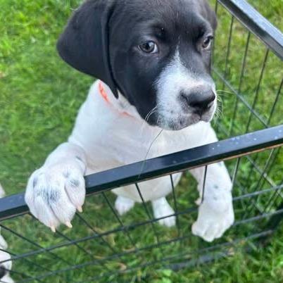 Enlarge Acorn, a Adoptable Mixed Breed in Calgary, AB image 2/6