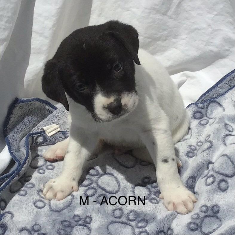 Enlarge Acorn, a Adoptable Mixed Breed in Calgary, AB image 3/6