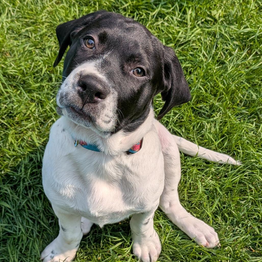 Enlarge Acorn, a Adoptable Mixed Breed in Calgary, AB image 5/6