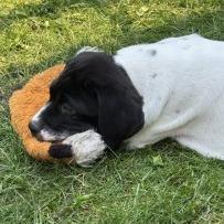 Enlarge Acorn, a Adoptable Mixed Breed in Calgary, AB image 6/6