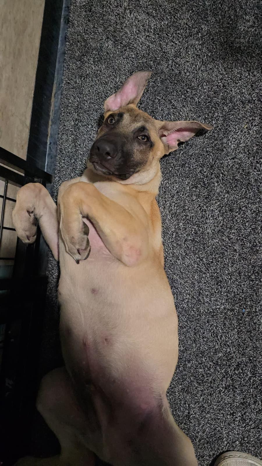 Enlarge Colby Jack, a Adoptable mixed breed in Scranton, PA image 2/6