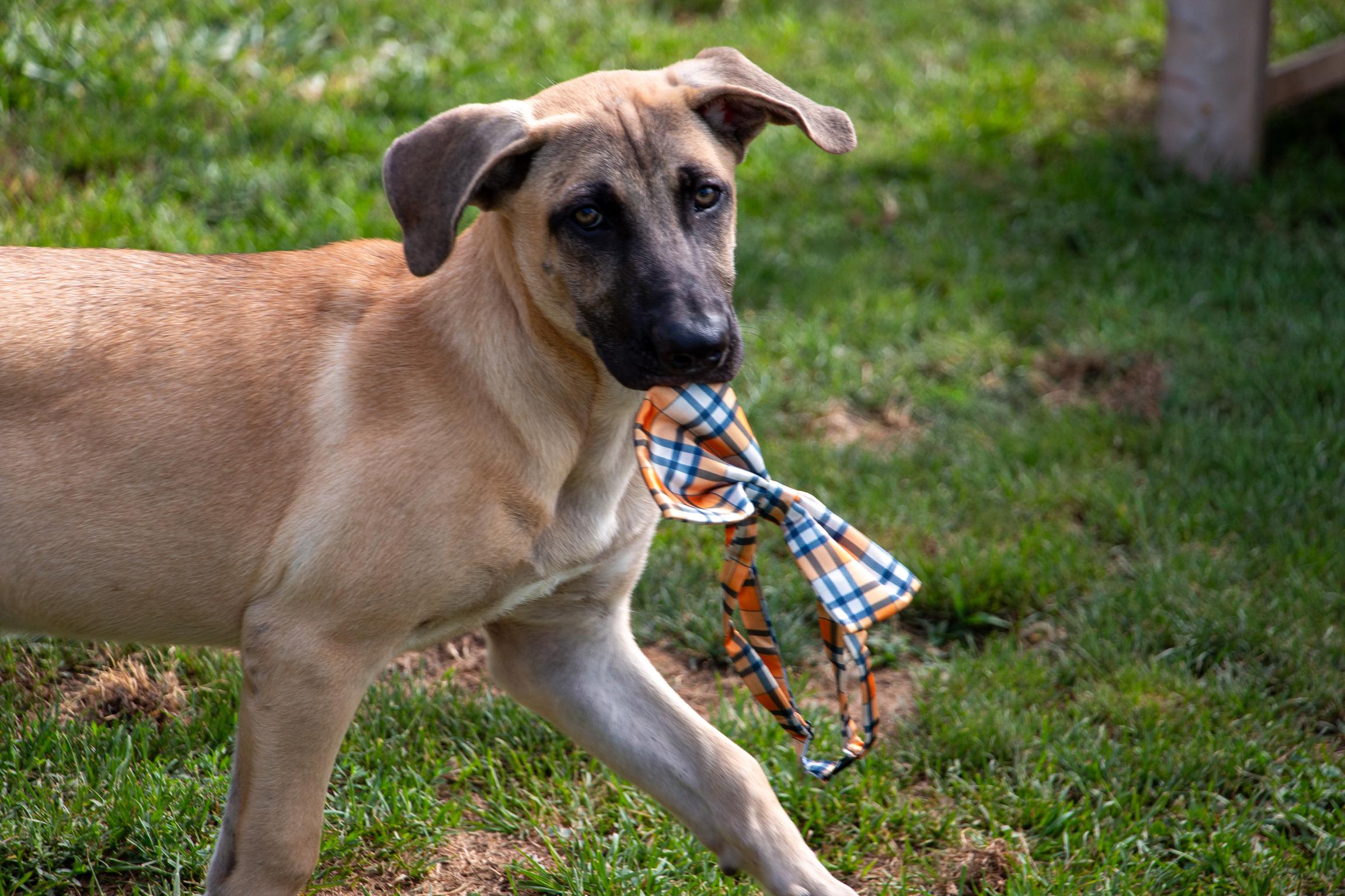 Enlarge Colby Jack, a Adoptable mixed breed in Scranton, PA image 5/6