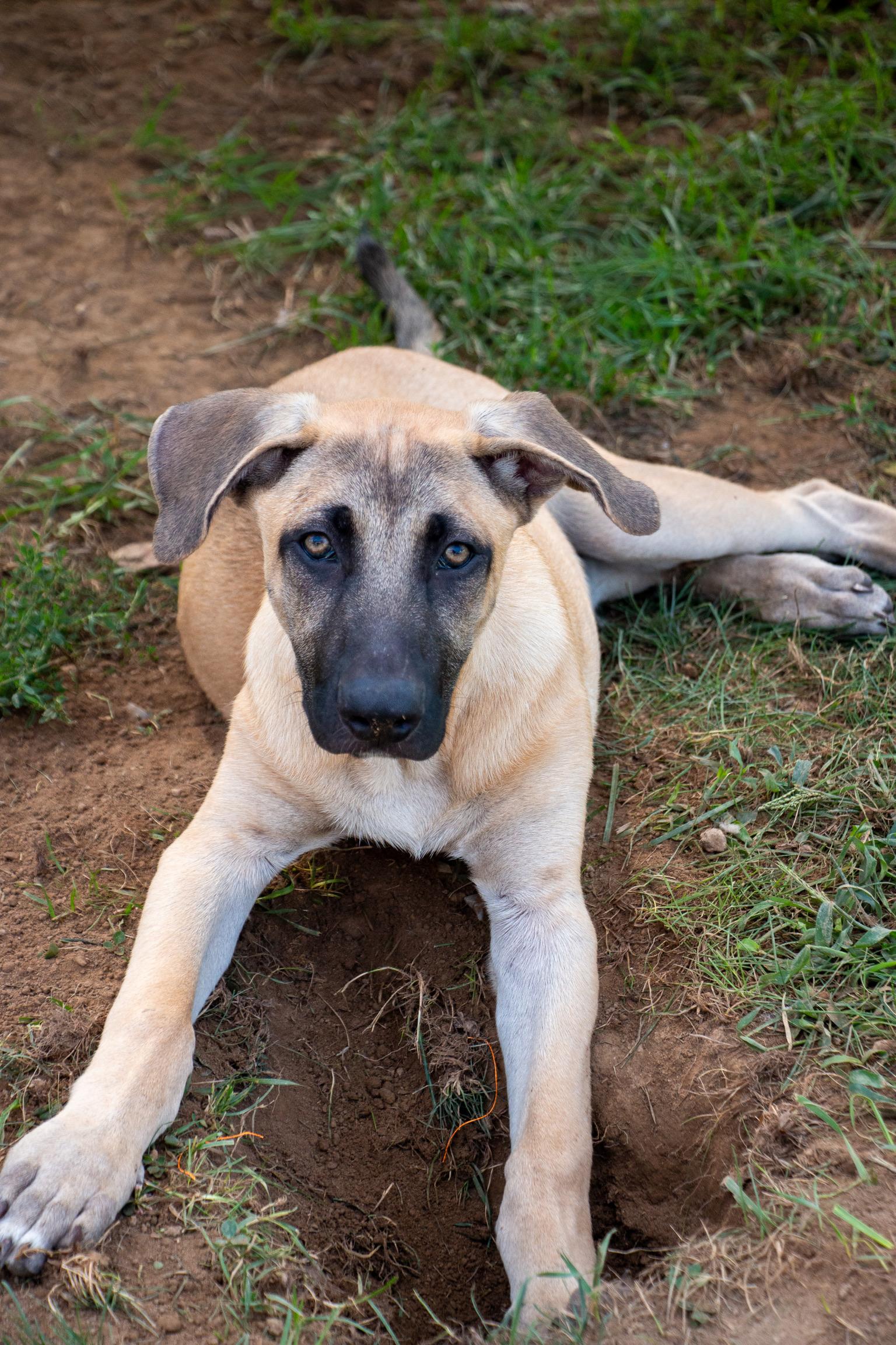 Enlarge Colby Jack, a Adoptable mixed breed in Scranton, PA image 4/6