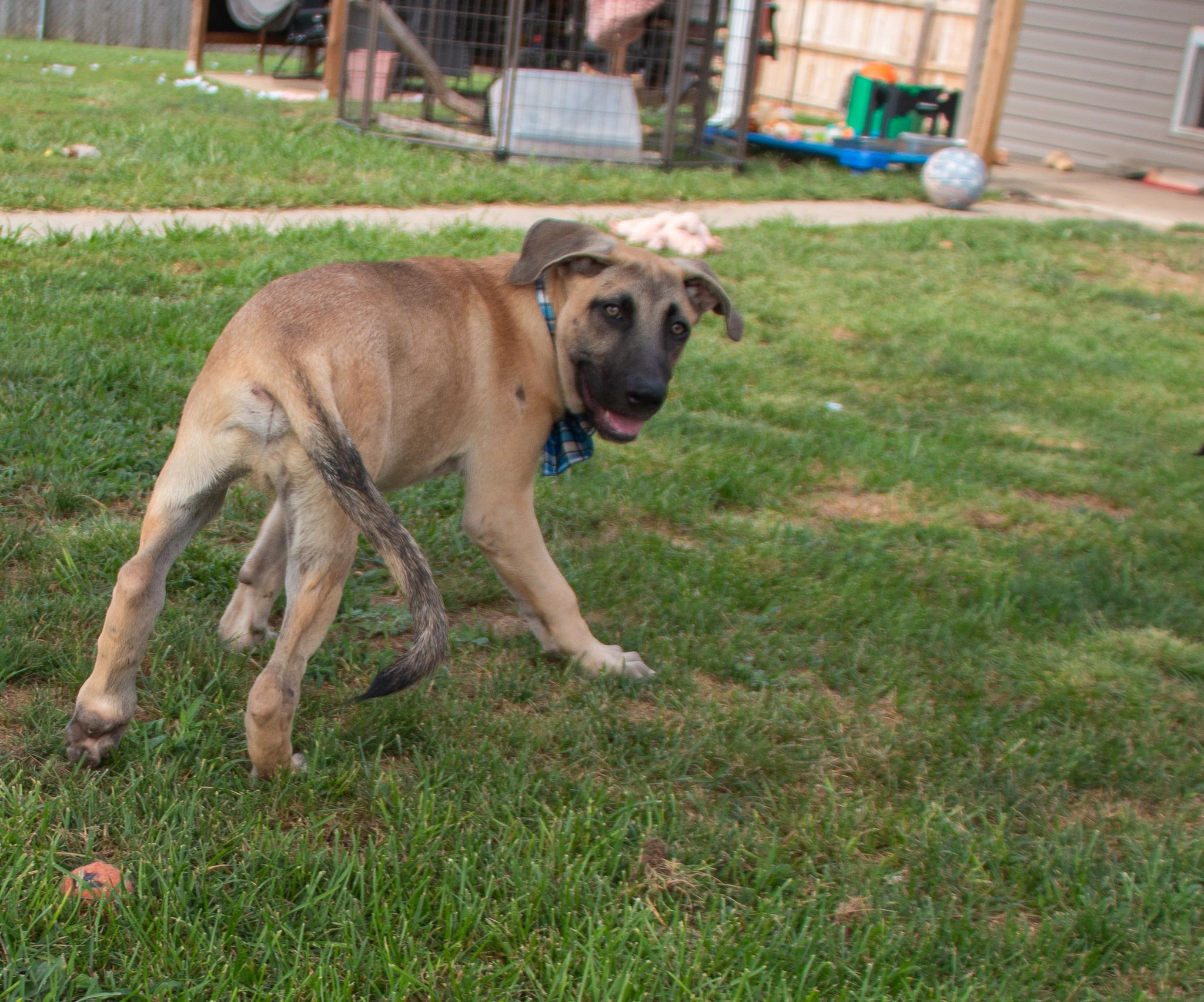 Enlarge Colby Jack, a Adoptable mixed breed in Scranton, PA image 6/6
