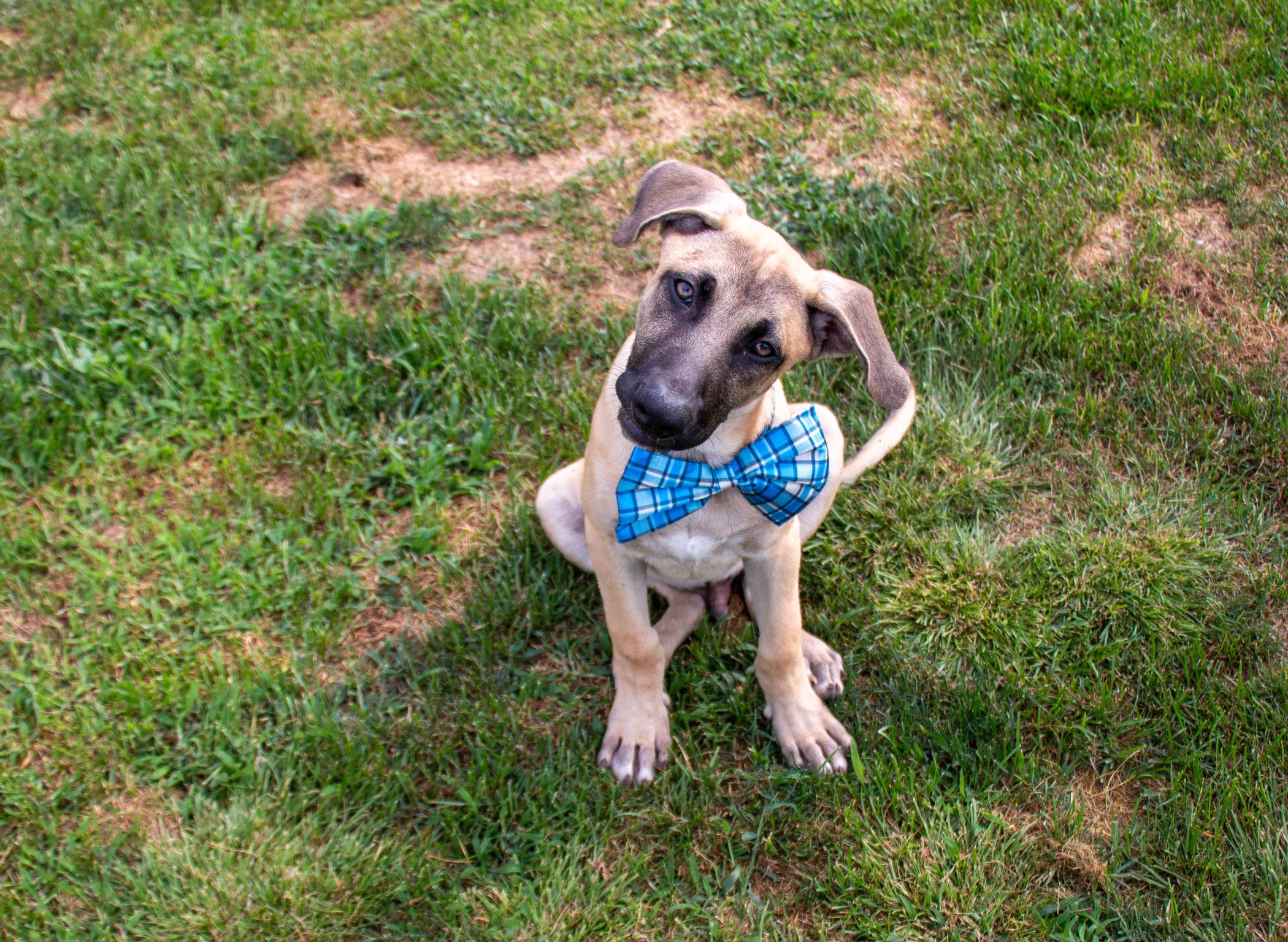Enlarge Colby Jack, a Adoptable mixed breed in Scranton, PA image 3/6