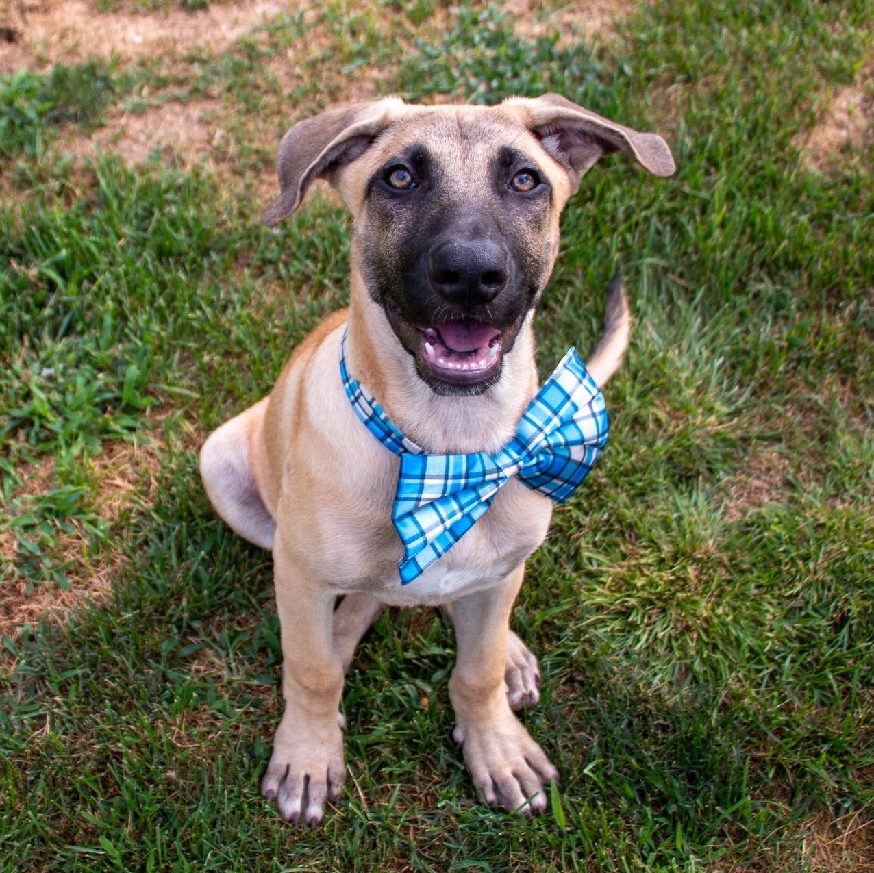 Colby Jack, Adoptable, Puppy Male German Shepherd Dog & American Staffordshire Terrier.