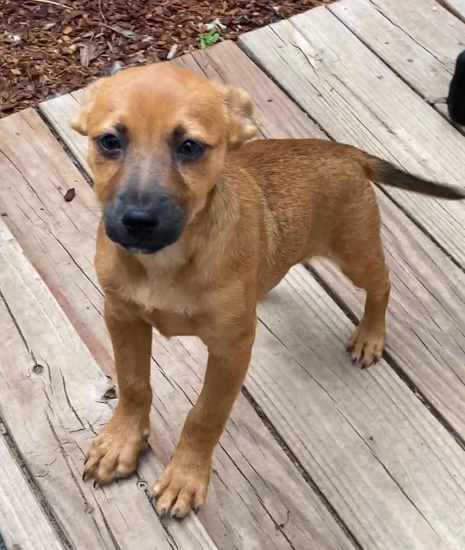 Mahogany (Mo), Adopted, Puppy Female Mixed Breed & Terrier.