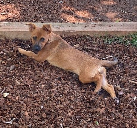 Enlarge Mahogany (Mo), a Adopted mixed breed in Loiza, PR image 2/2