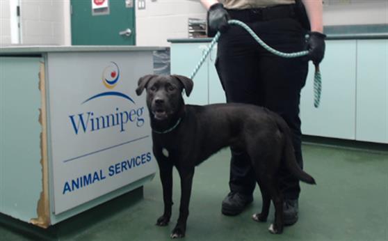 Sable, an adoptable Labrador Retriever in Winnipeg, MB, R3E 3N8 | Photo Image 1