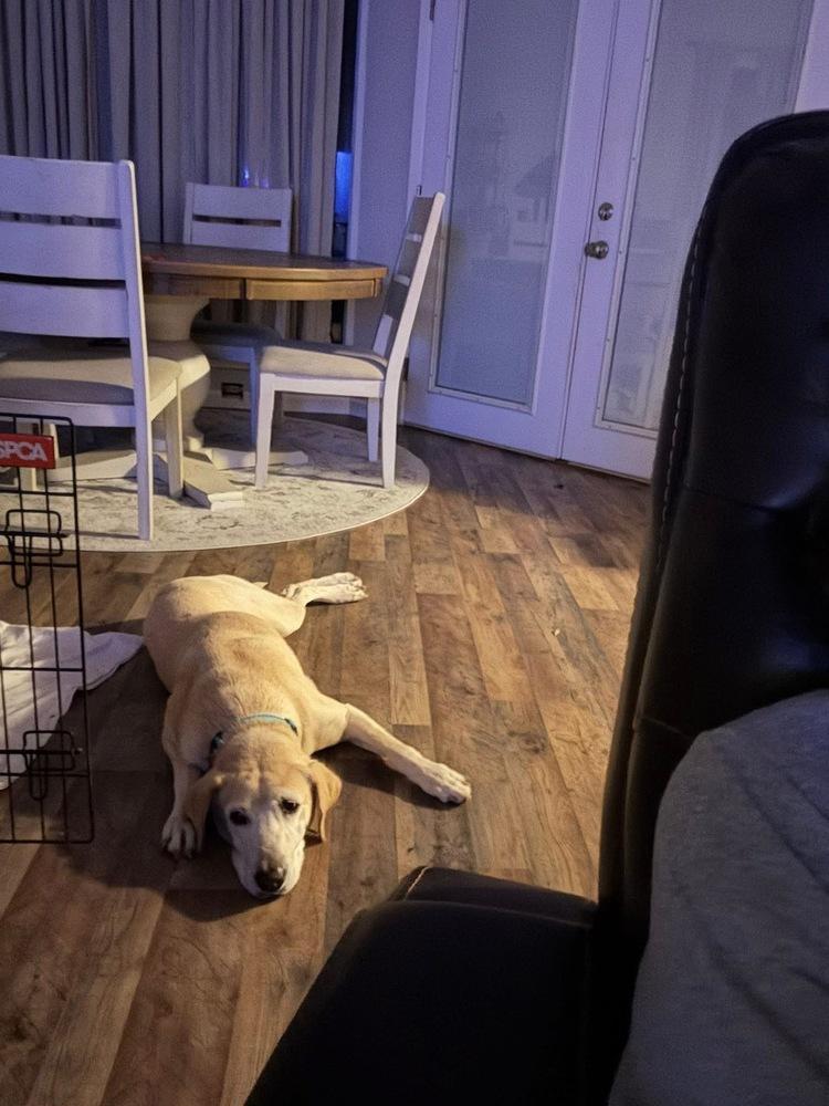 Teubert / Bailey, Adoptable, Adult Female Labrador Retriever.