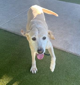 Teubert / Bailey, a Adoptable Labrador Retriever in Broomfield, CO image 2/6