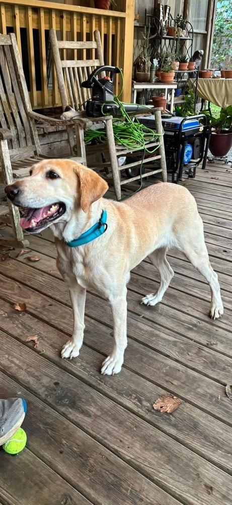 Teubert / Bailey, a Adoptable Labrador Retriever in Broomfield, CO image 3/6