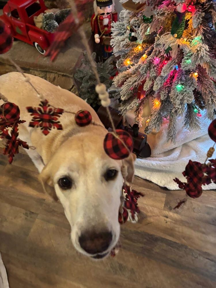 Teubert / Bailey, a Adoptable Labrador Retriever in Broomfield, CO image 4/6