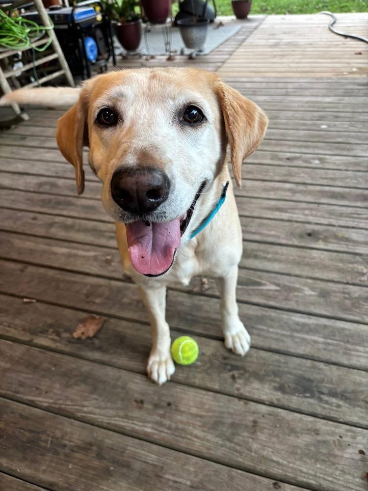 Teubert / Bailey, a Adoptable Labrador Retriever in Broomfield, CO image 5/6