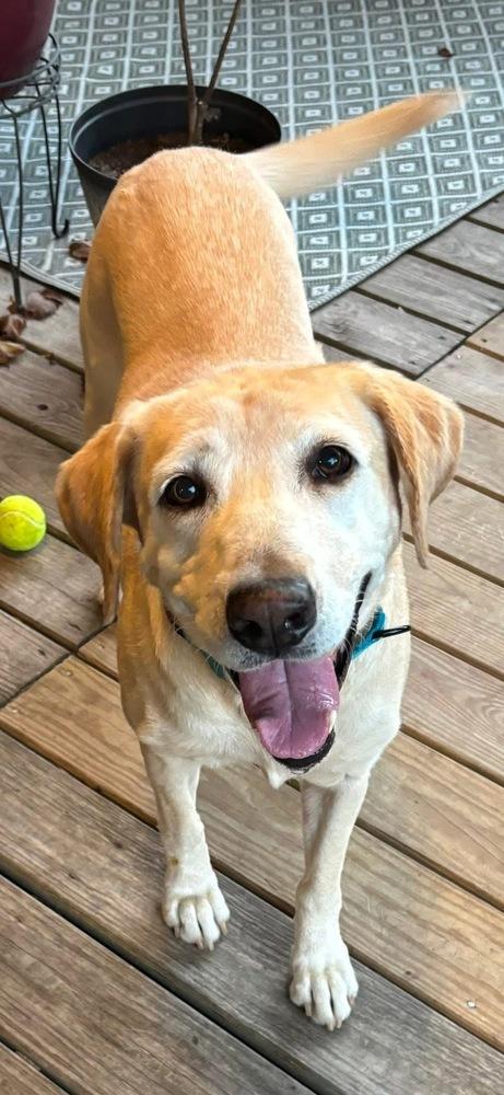 Teubert / Bailey, a Adoptable Labrador Retriever in Broomfield, CO image 6/6