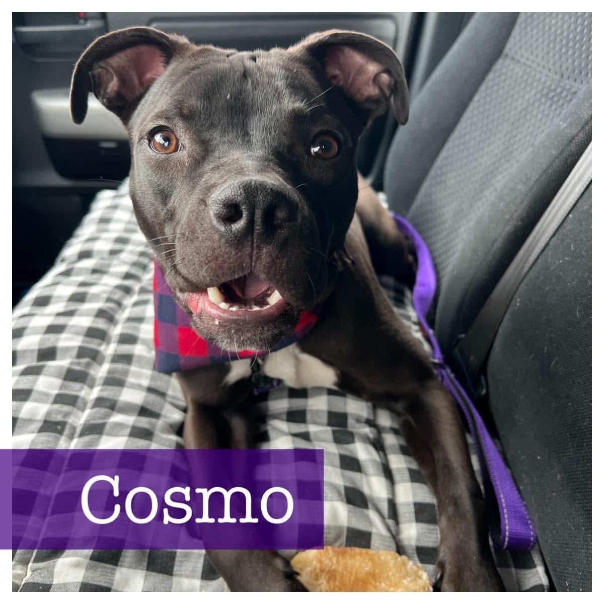 Cosmo