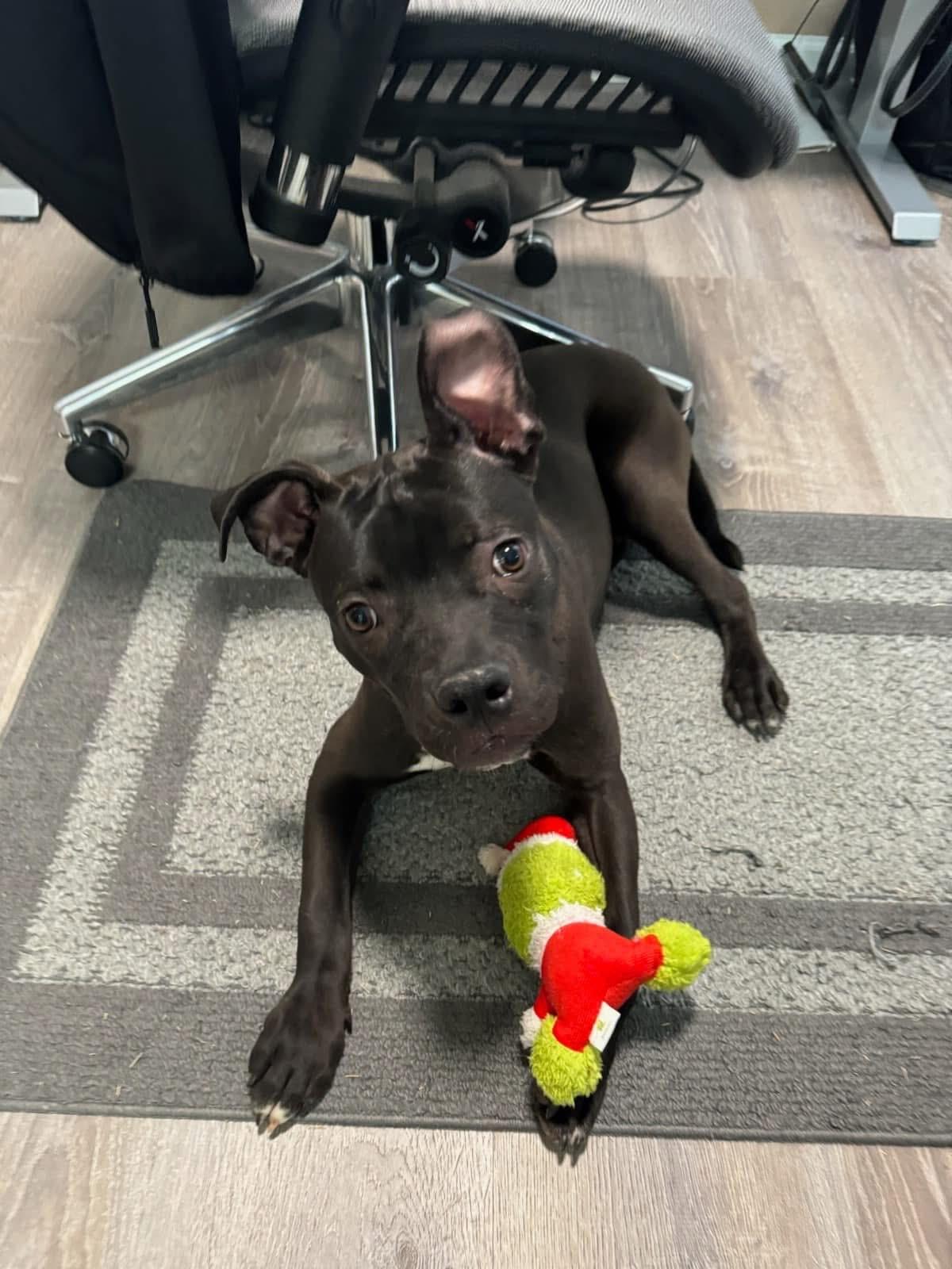 Cosmo, a Adoptable mixed breed in Cumming, GA image 3/5