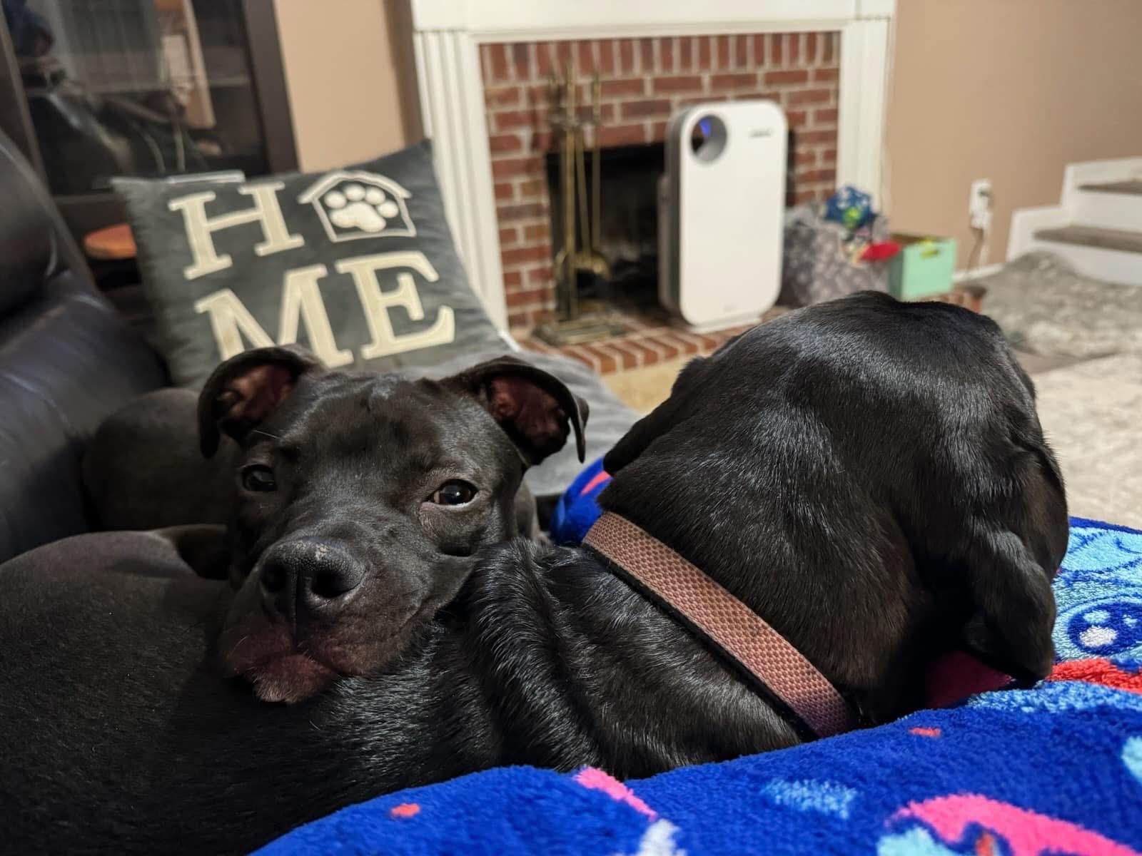 Cosmo, a Adoptable mixed breed in Cumming, GA image 4/5