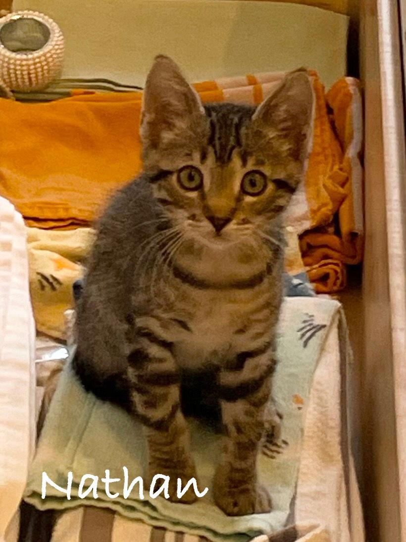 Nathan, Adoptable, Kitten Male Domestic Short Hair.