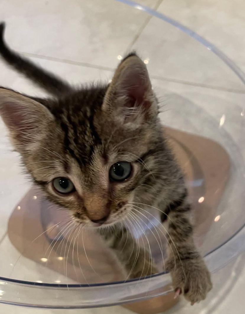 Enlarge Nathan, a Adoptable Domestic Short Hair in Seal Beach, CA image 3/3