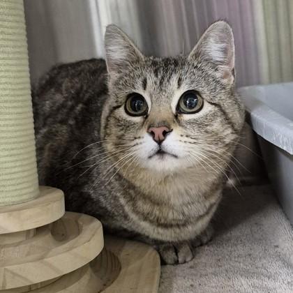 Rudy, adopted, Adult Female Domestic Short Hair.