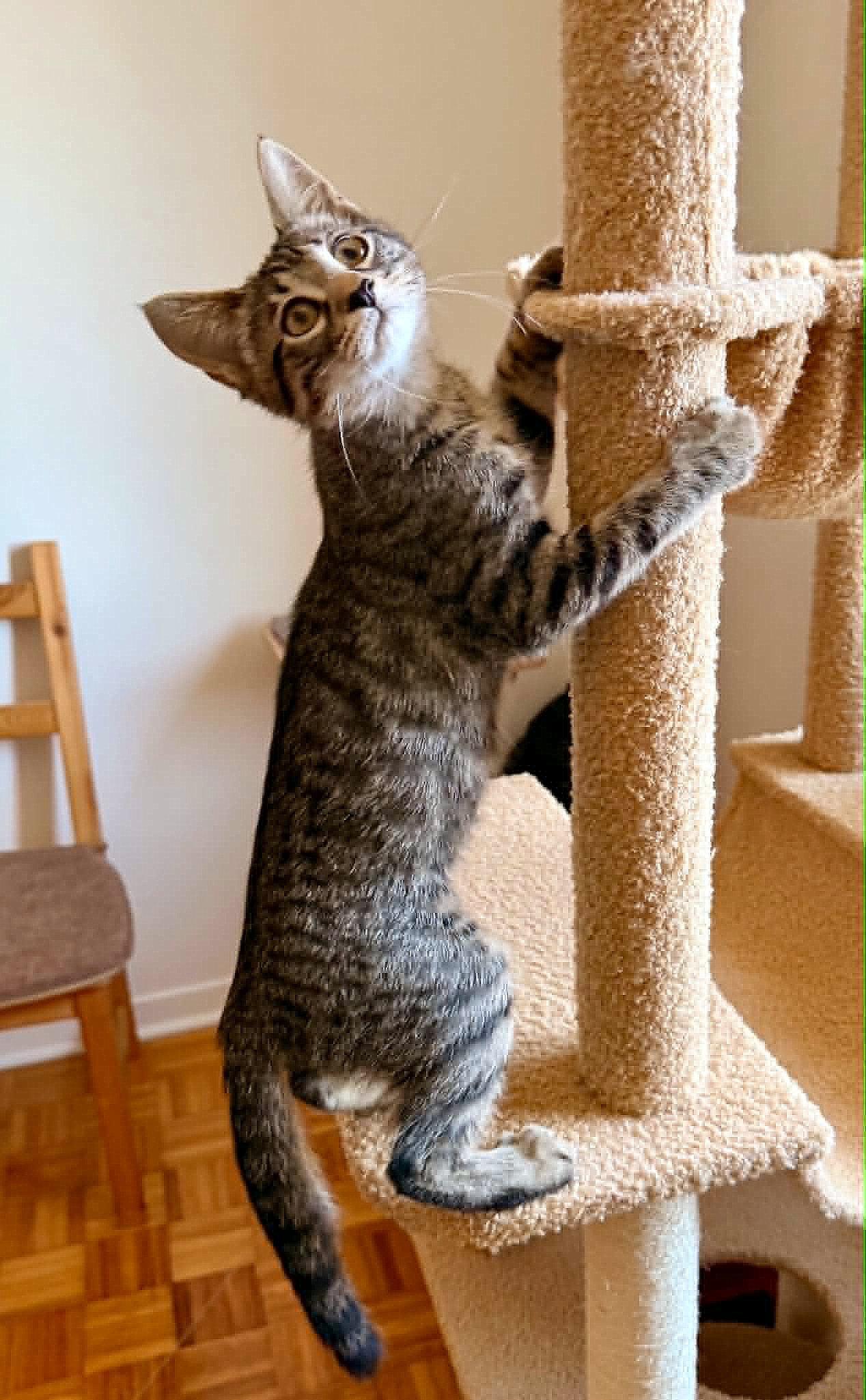 Nym, an adopted Tabby in Verdun, QC image 2/2