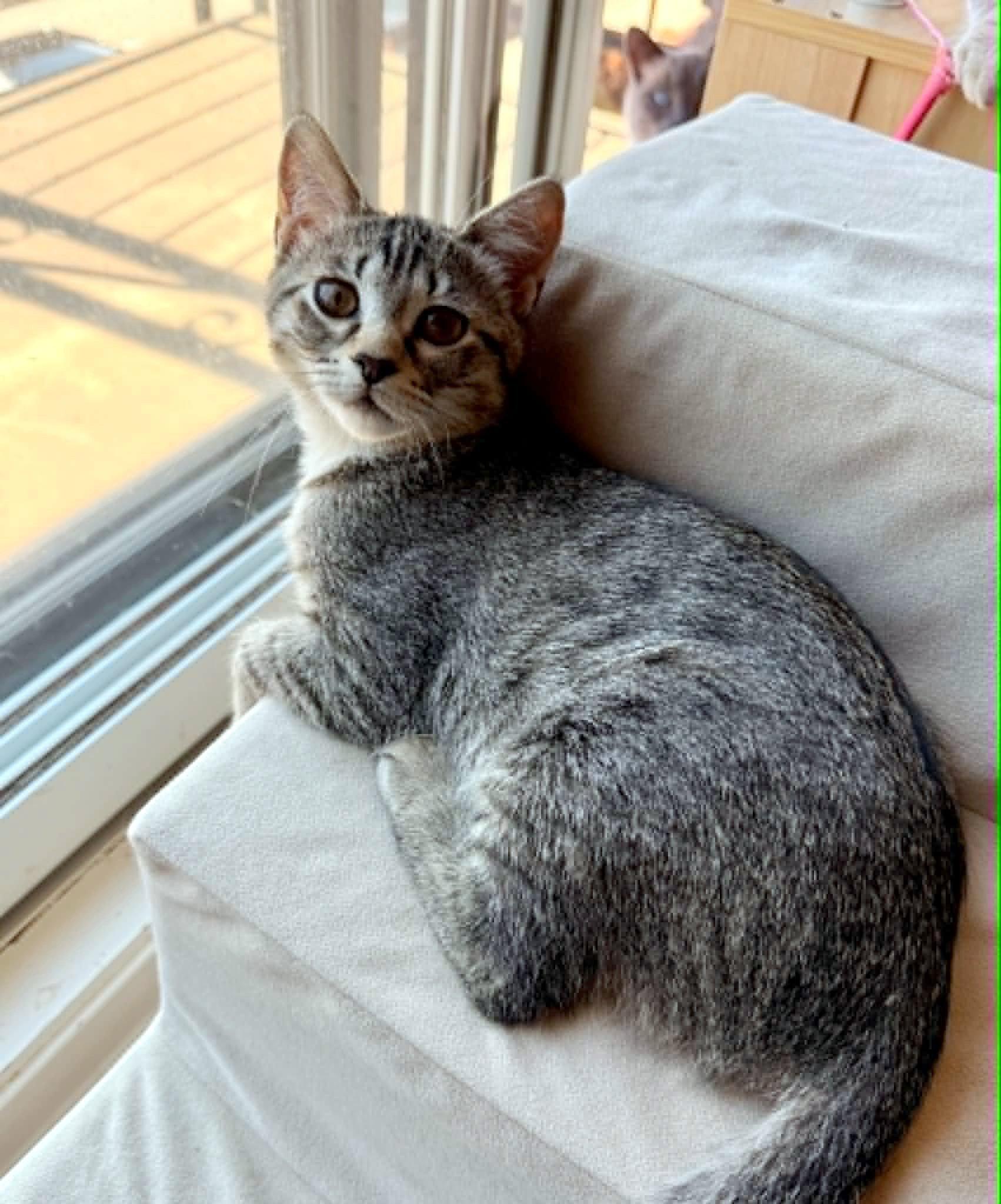 Nym, adopted, Young Female Tabby.