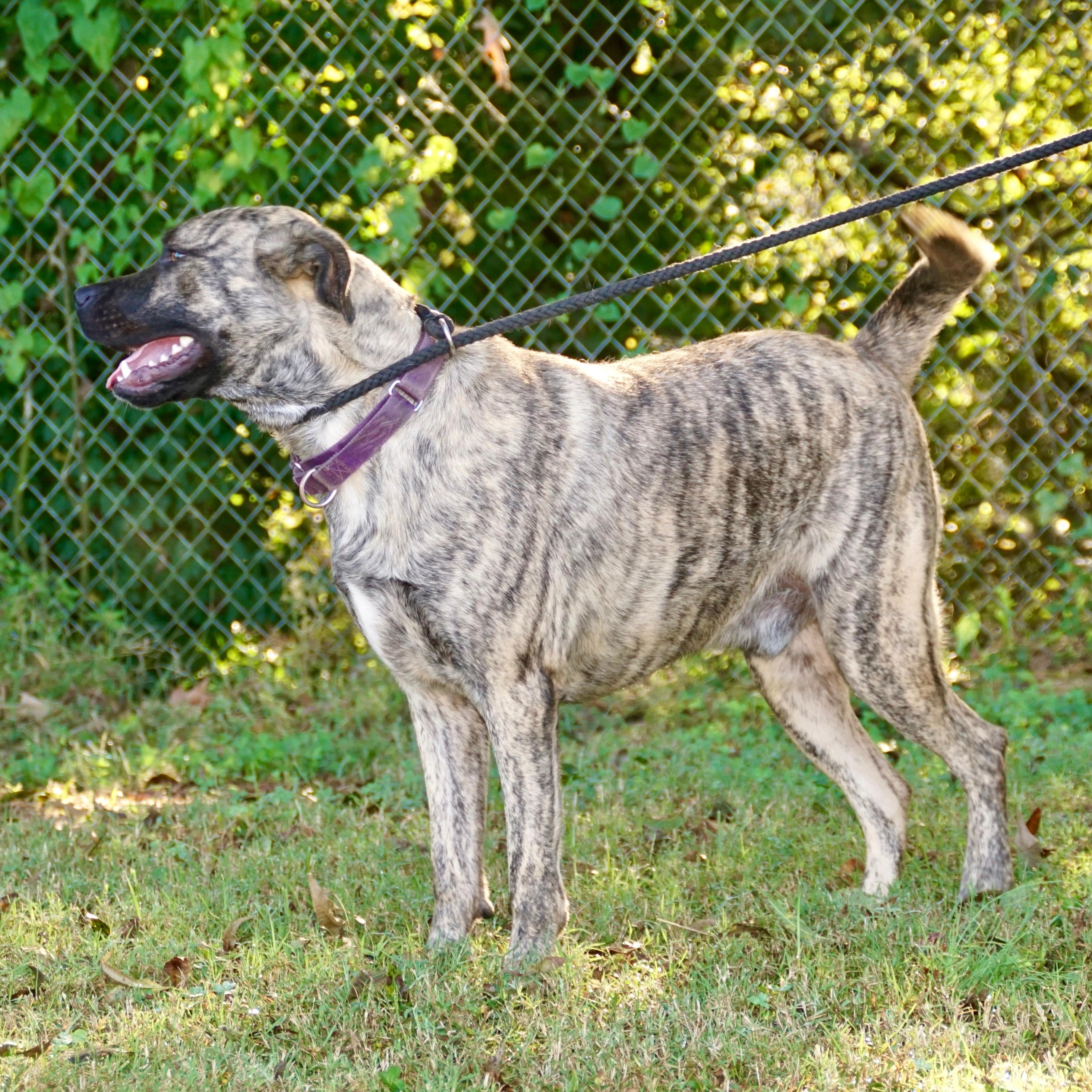 Tiger-s, a Adoptable mixed breed in Sequatchie, TN image 6/6