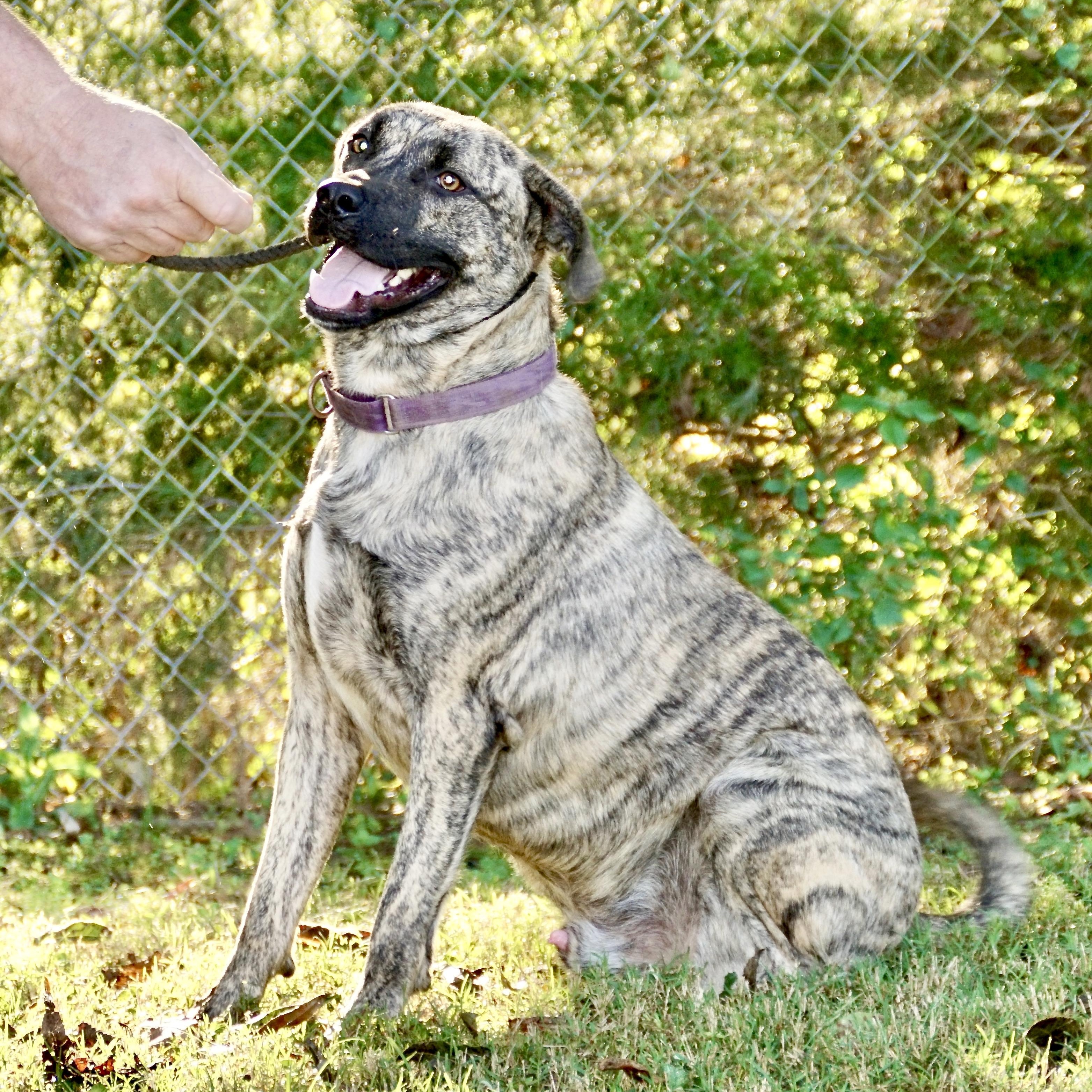 Tiger-s, a Adoptable mixed breed in Sequatchie, TN image 1/6
