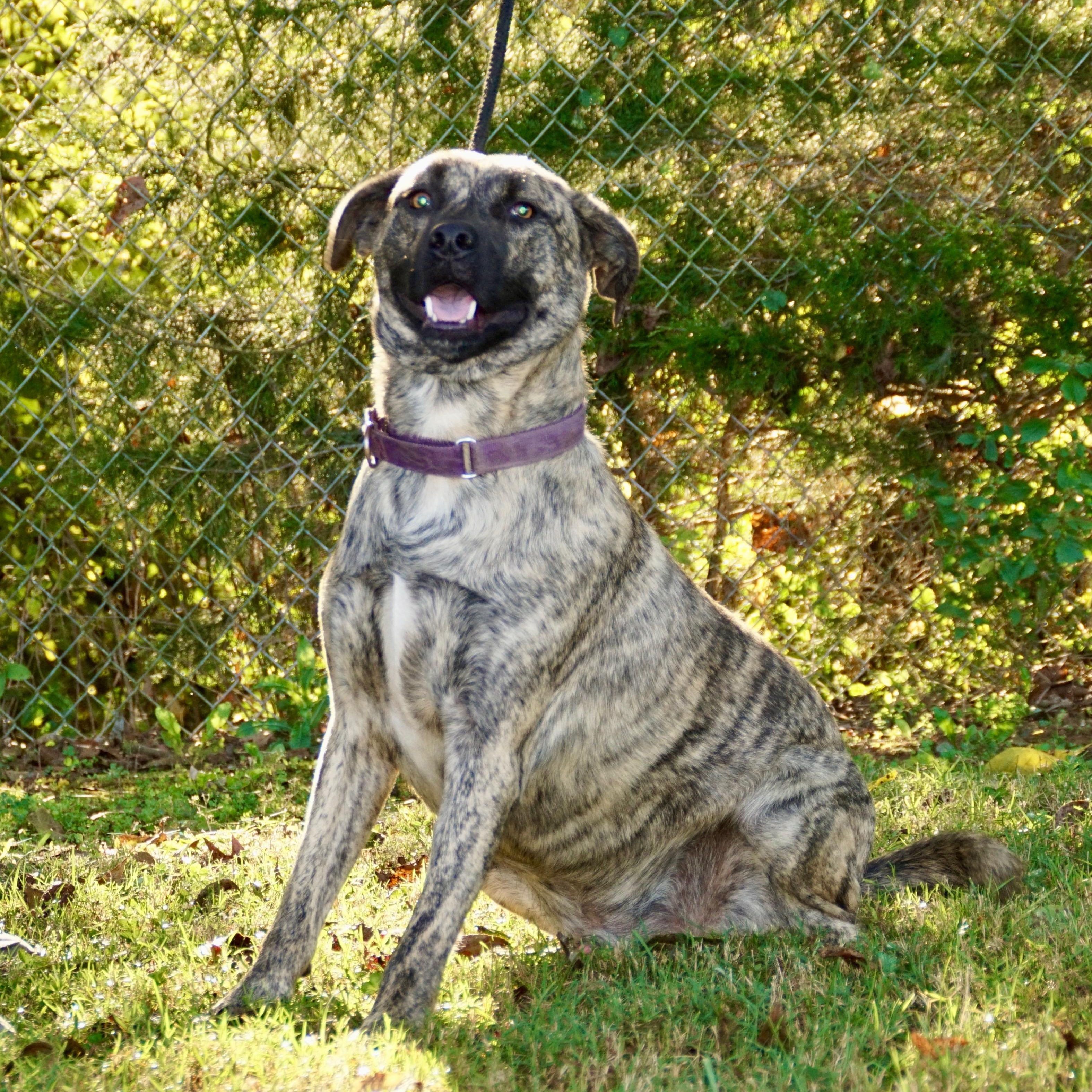 Tiger-s, a Adoptable mixed breed in Sequatchie, TN image 2/6
