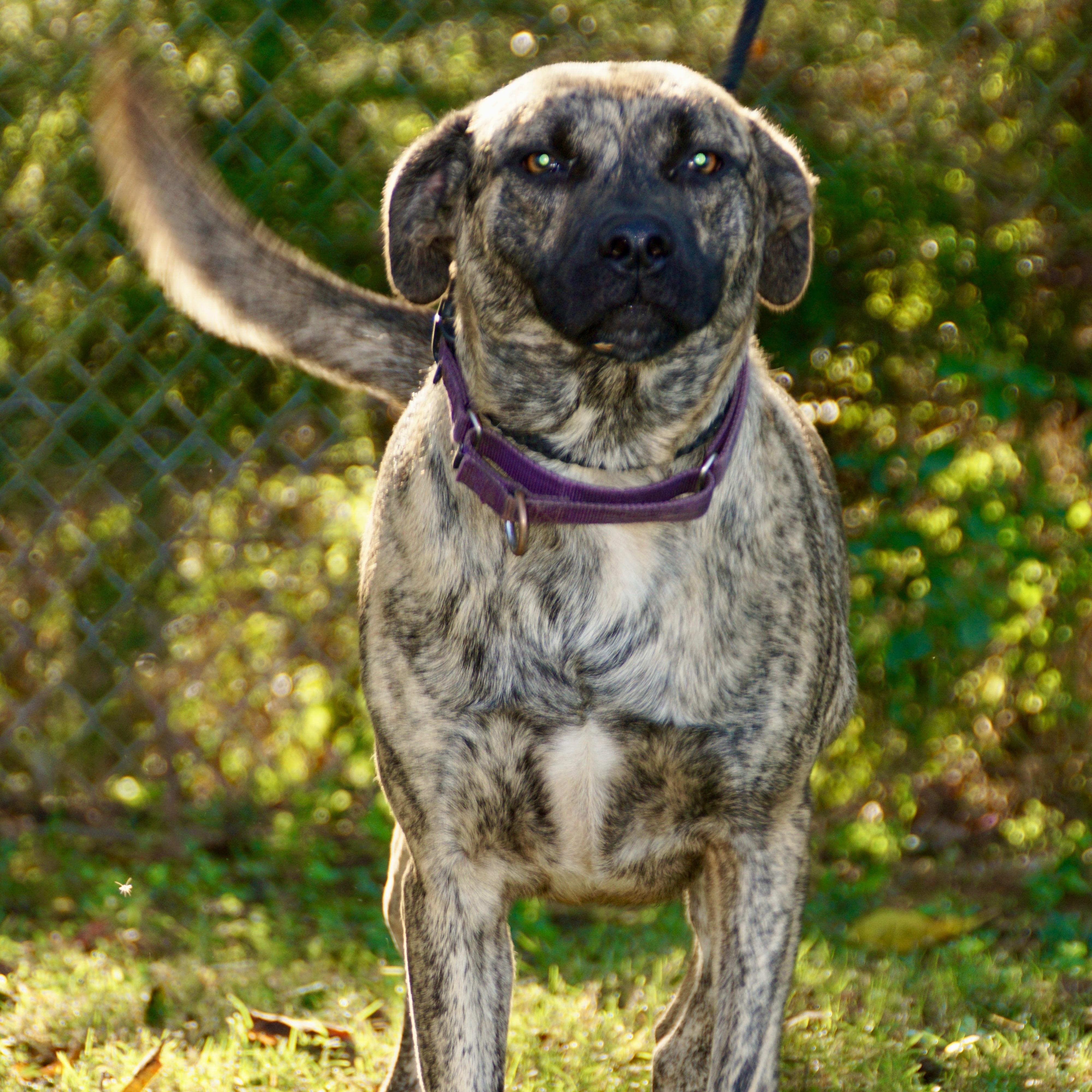 Tiger-s, a Adoptable mixed breed in Sequatchie, TN image 4/6