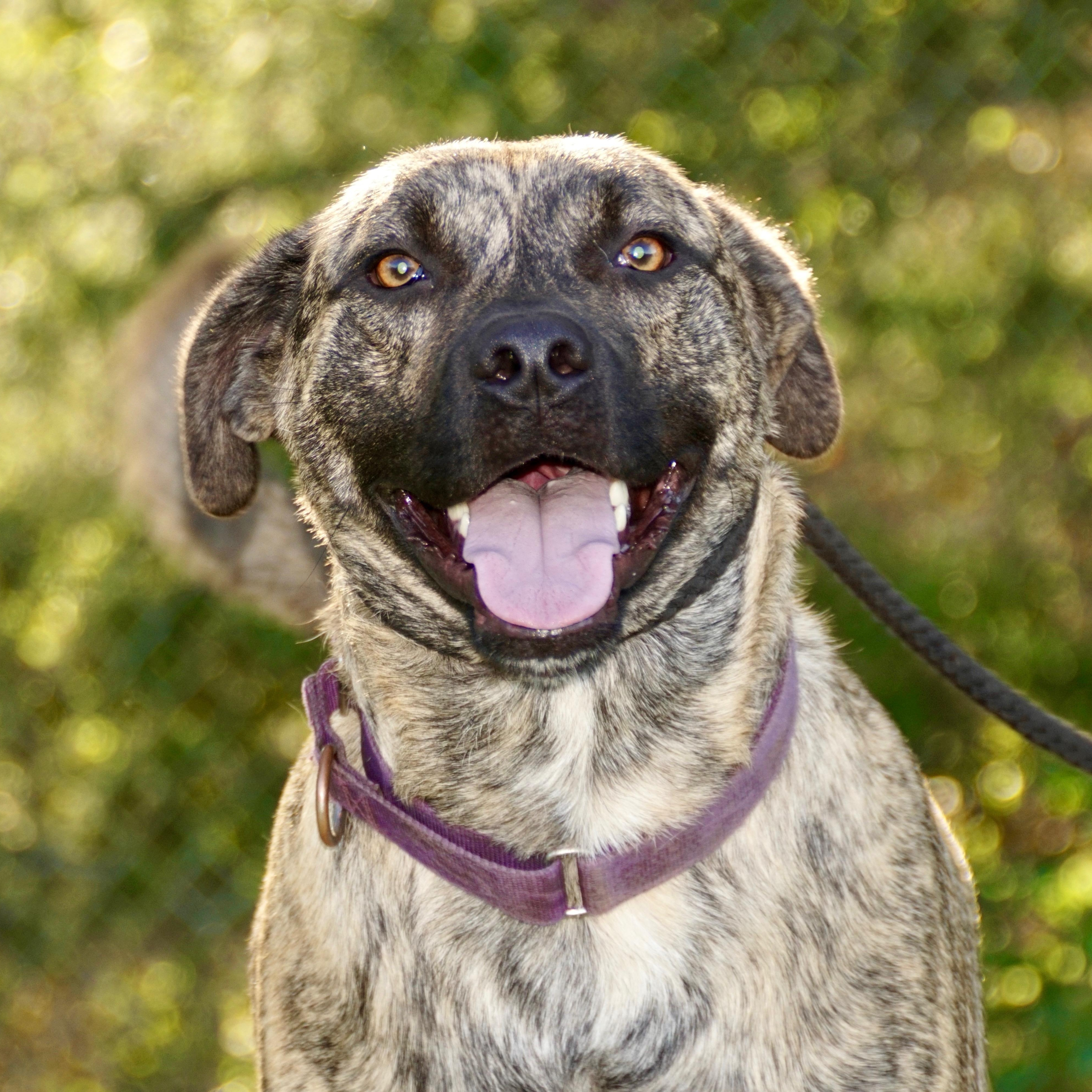 Tiger-s, a Adoptable mixed breed in Sequatchie, TN image 3/6
