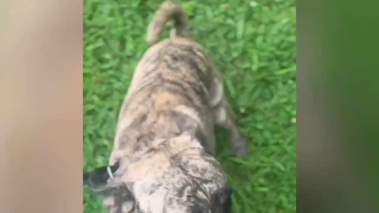 Enlarge Tiger-s, a Adoptable mixed breed in Sequatchie, TN video 5/6