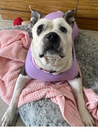 Enlarge Nova, super sweet & outdoorsy family girl!, a ADOPTABLE mixed breed in Bonney Lake, WA image 2/6