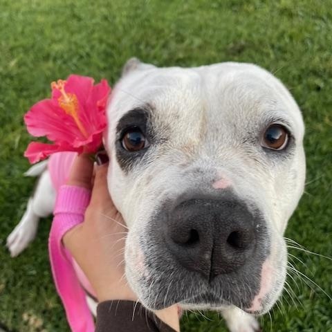 Enlarge Nova, super sweet & outdoorsy family girl!, a ADOPTABLE mixed breed in Bonney Lake, WA image 4/6