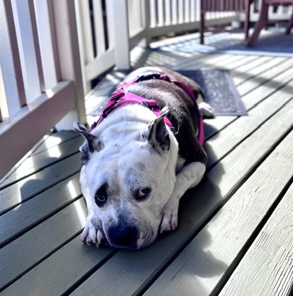 Enlarge Nova, super sweet & outdoorsy family girl!, a ADOPTABLE mixed breed in Bonney Lake, WA image 3/6