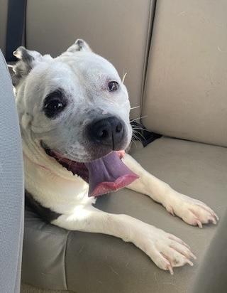Enlarge Nova, super sweet & outdoorsy family girl!, a ADOPTABLE mixed breed in Bonney Lake, WA image 6/6