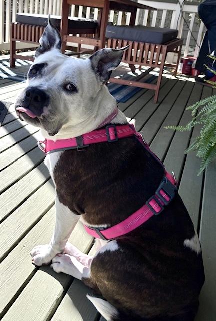 Nova, super sweet & outdoorsy family girl!, ADOPTABLE, Adult Female American Staffordshire Terrier & Boston Terrier.