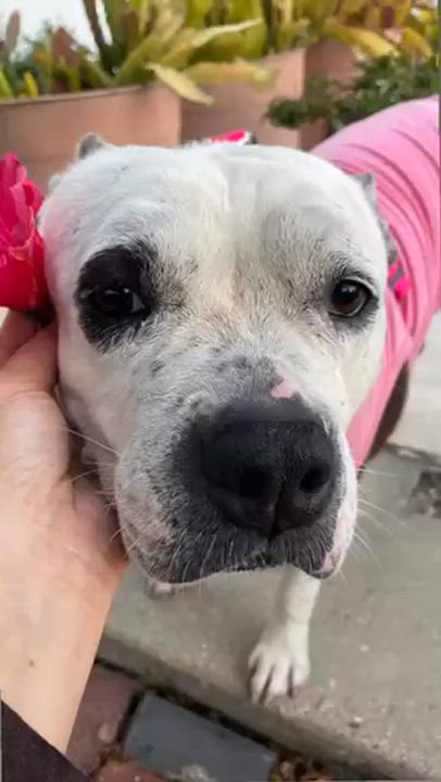 Enlarge Nova, super sweet & outdoorsy family girl!, a ADOPTABLE mixed breed in Bonney Lake, WA video 5/6