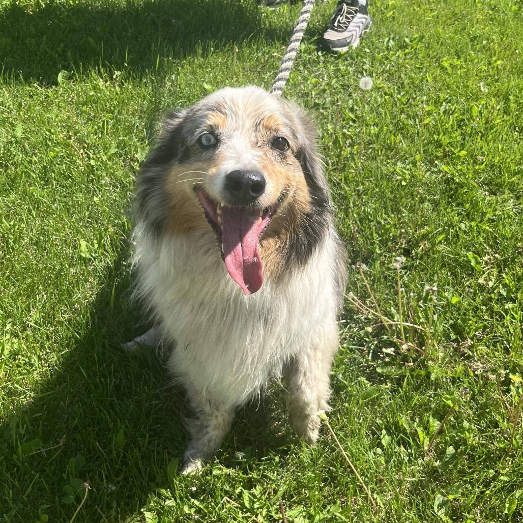 Babe, a ADOPTABLE Australian Shepherd in Crookston, MN image 2/4