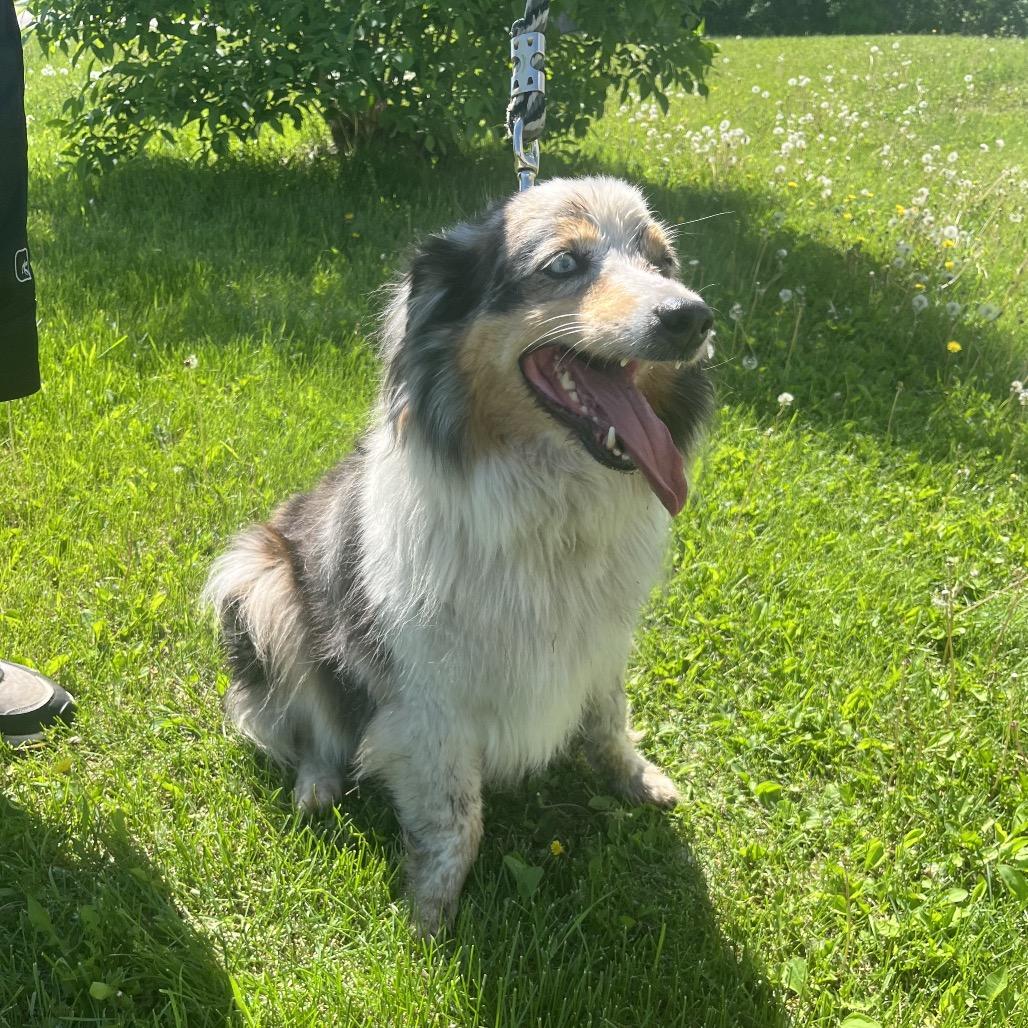 Babe, a ADOPTABLE Australian Shepherd in Crookston, MN image 3/4