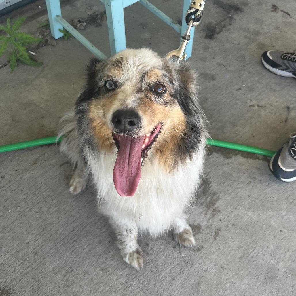 Babe, ADOPTABLE, Senior Female Australian Shepherd.