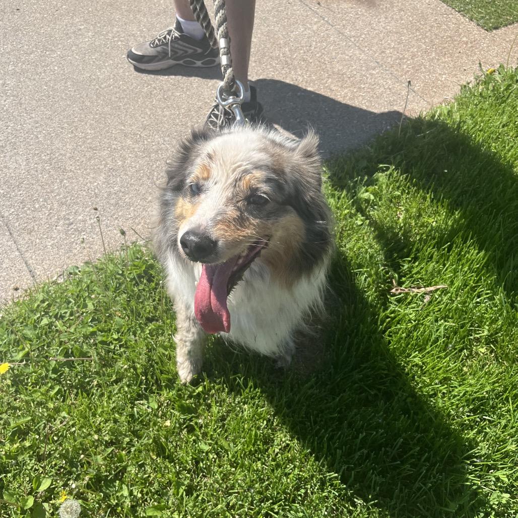Babe, a ADOPTABLE Australian Shepherd in Crookston, MN image 4/4