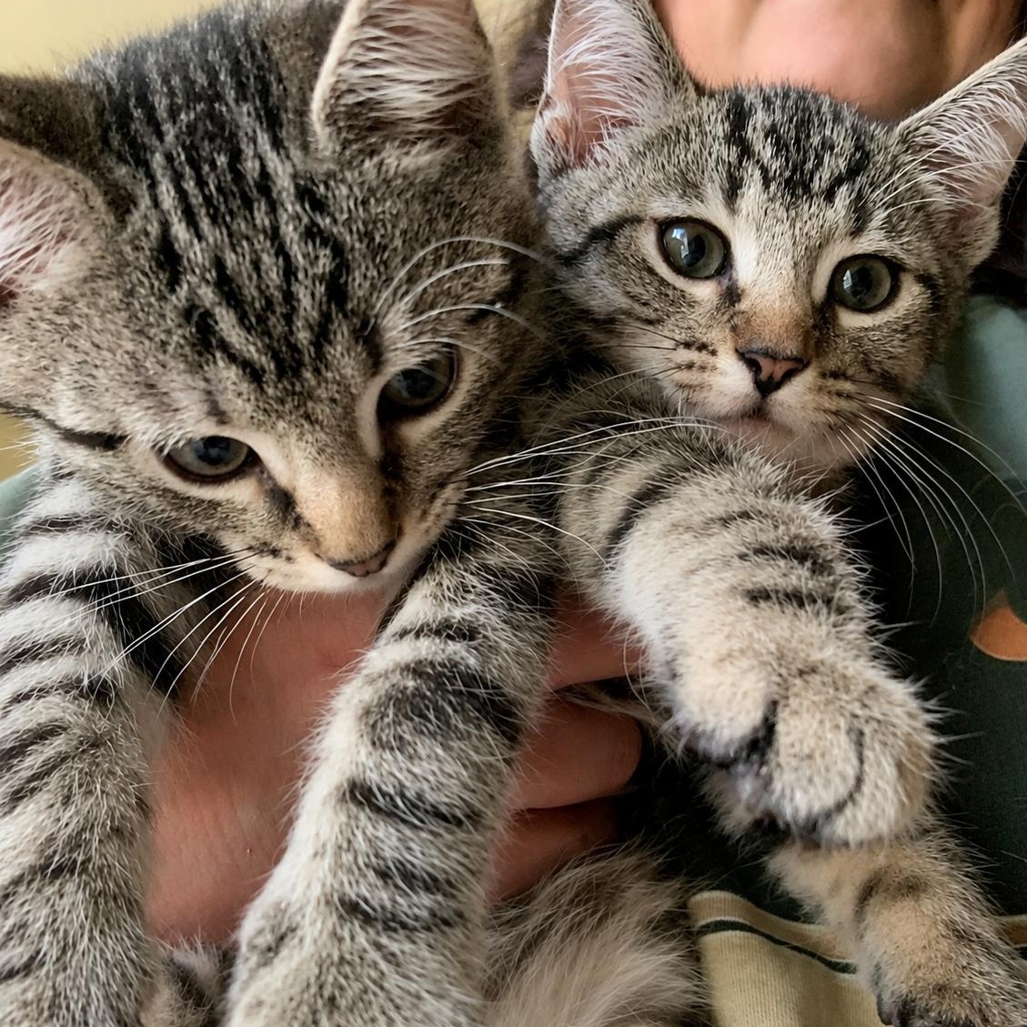 Jack & Jill, ADOPTABLE, Kitten Female Domestic Short Hair.